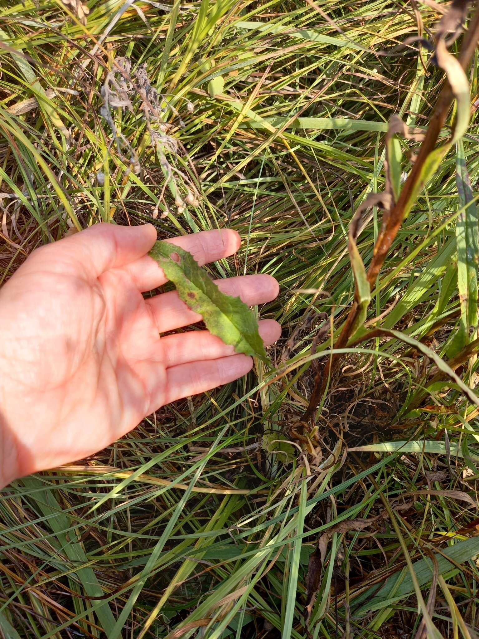 Image of Saussurea nuda var. oxyodonta (Hult.) Worosch.