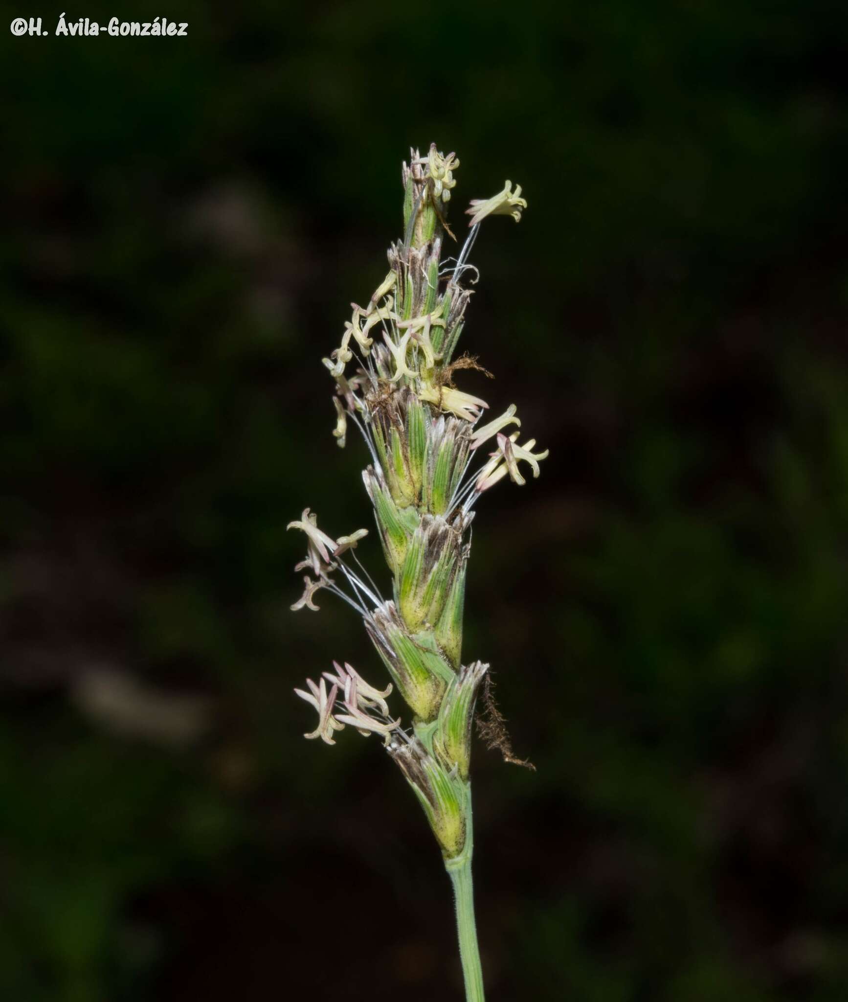 Hilaria cenchroides Kunth resmi