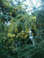 Image of cootamundra wattle