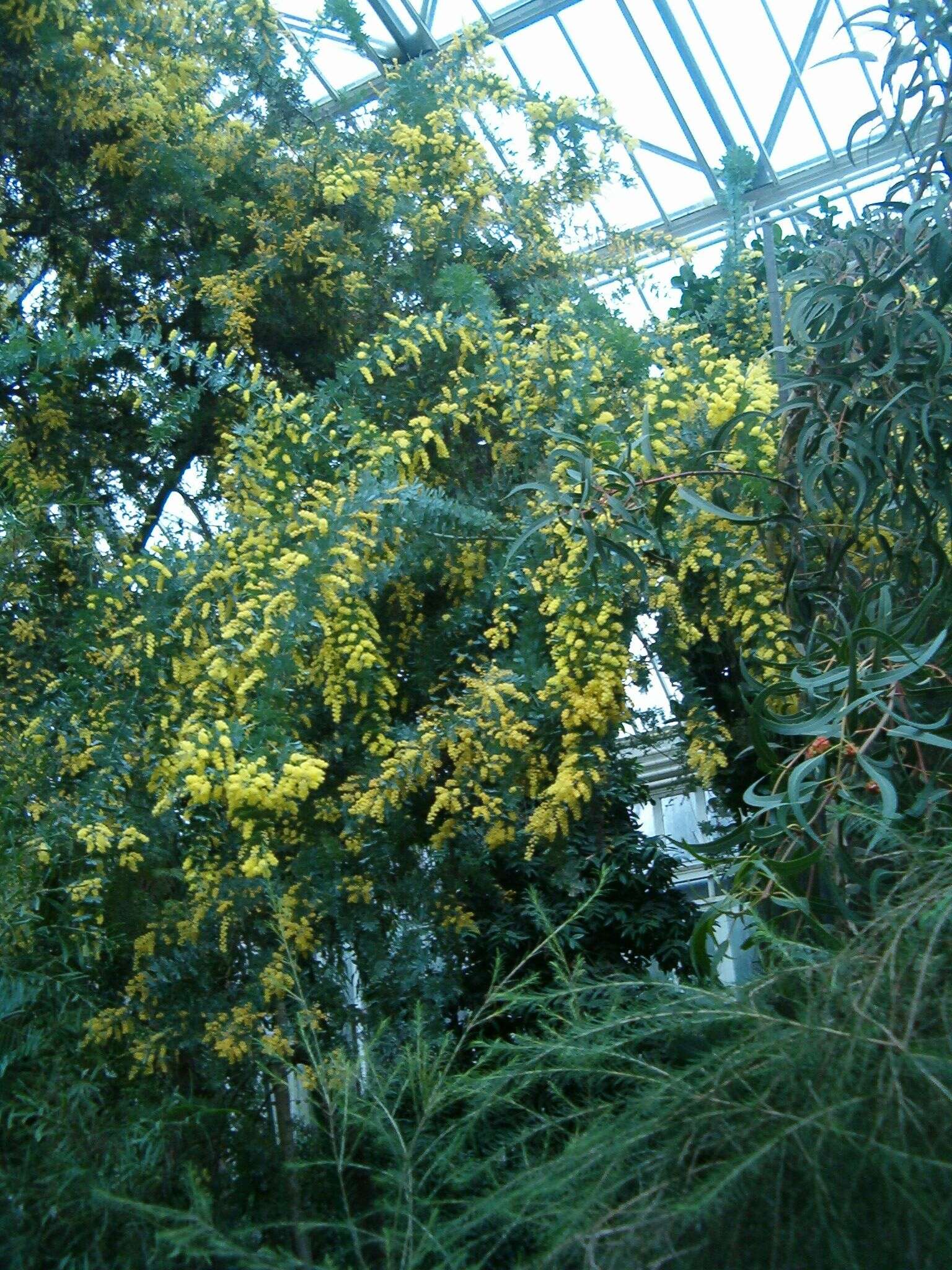 Image of cootamundra wattle