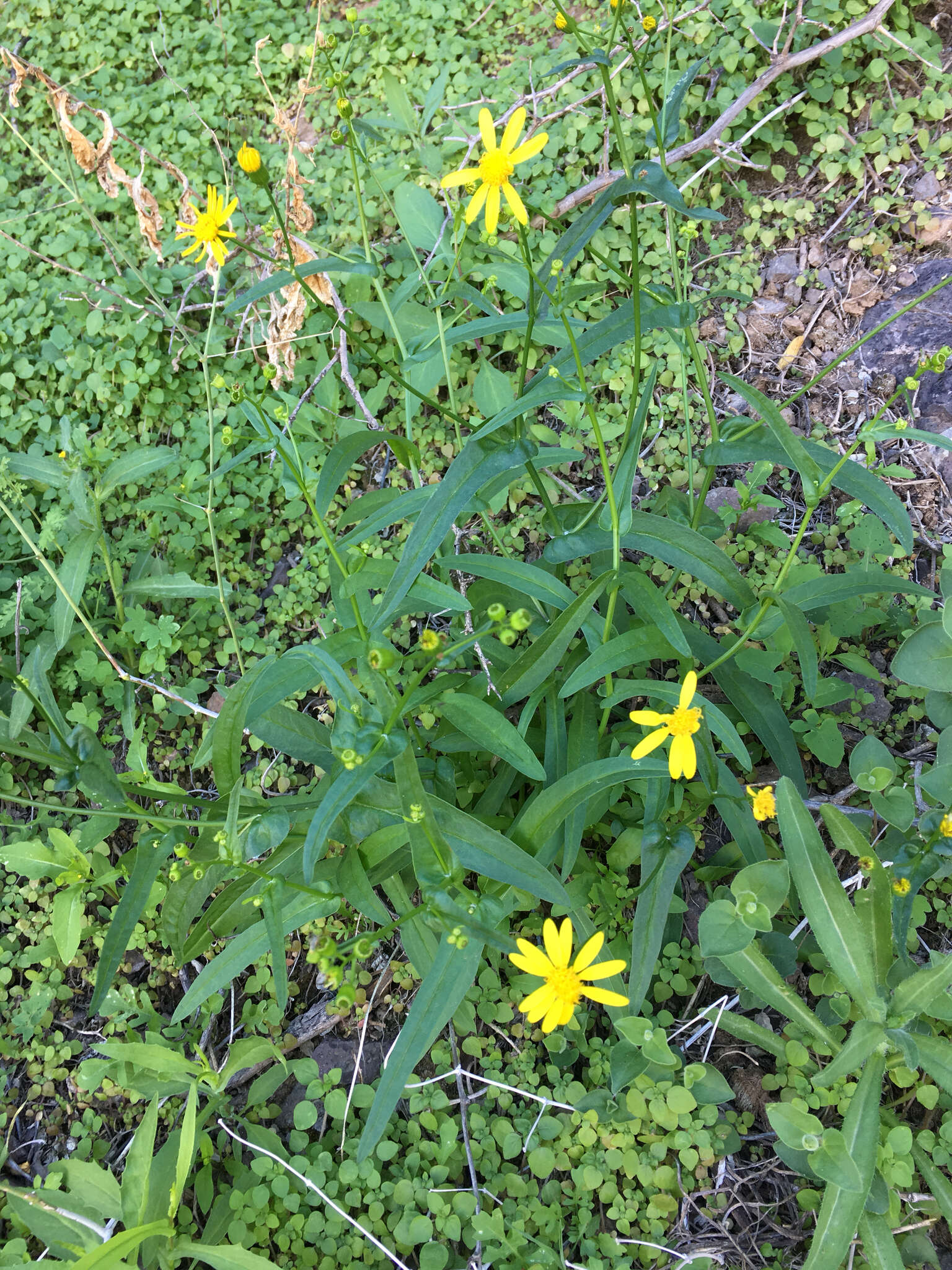 Image of Lemmon's ragwort