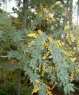 Image of cootamundra wattle