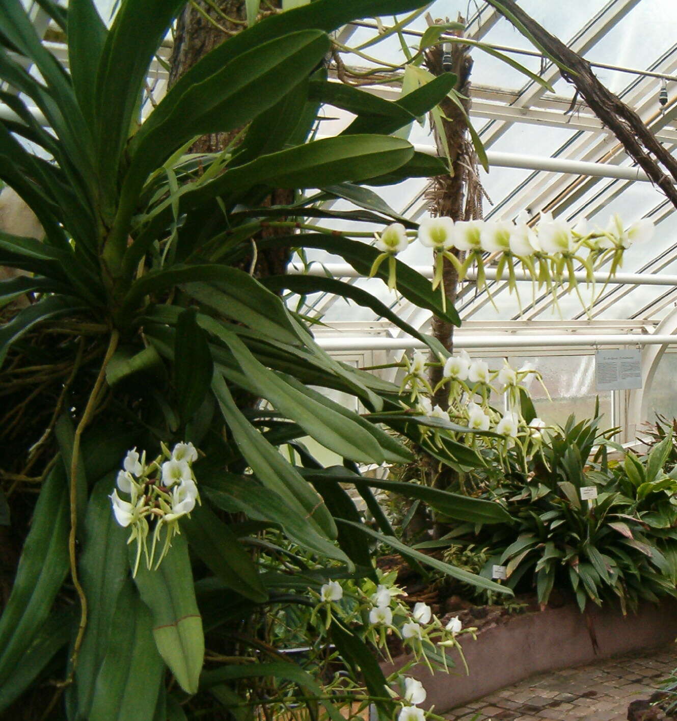 Image of Ivory Angraecum