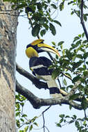 Image of Great Indian Hornbill