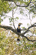 Image of Great Indian Hornbill