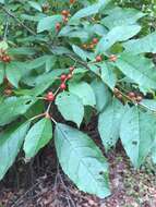 Image of Michigan holly