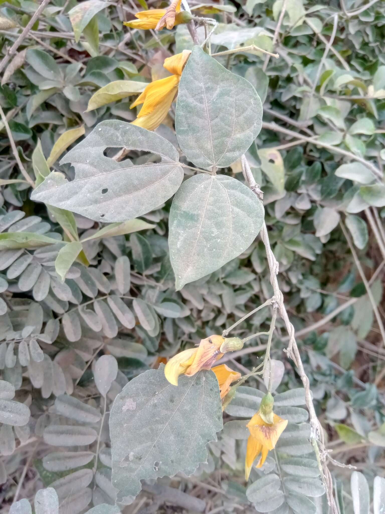 Plancia ëd Rhynchosia baukea Du Puy & Labat