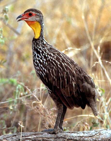 Pternistis leucoscepus (Gray & GR 1867) resmi