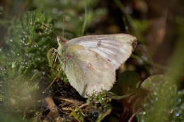 Colias vauthierii vauthierii的圖片