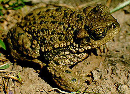 Image of Rhinella achalensis (Cei 1972)