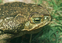 Image of Cururu Toad