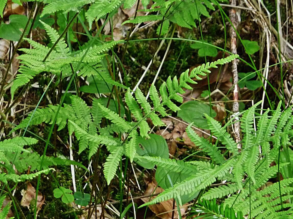 Image of Beech Fern