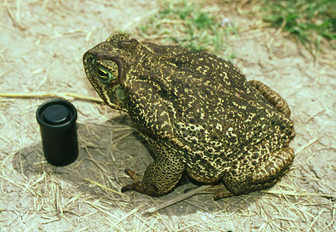 Image of Cururu Toad