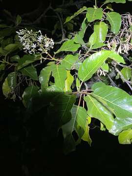 Image of Ladenbergia oblongifolia (Humb. ex Mutis) L. Andersson