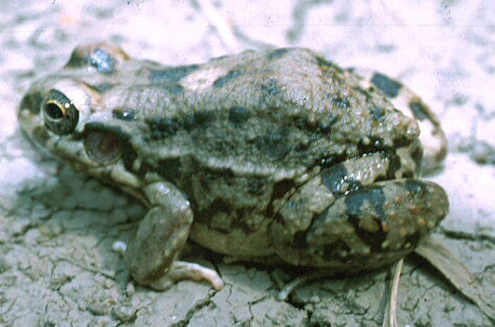 Image of Leptodactylus bufonius Boulenger 1894