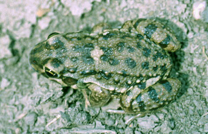 Image of Leptodactylus bufonius Boulenger 1894