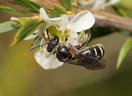 Lasioglossum repraesentans (Smith 1853)的圖片