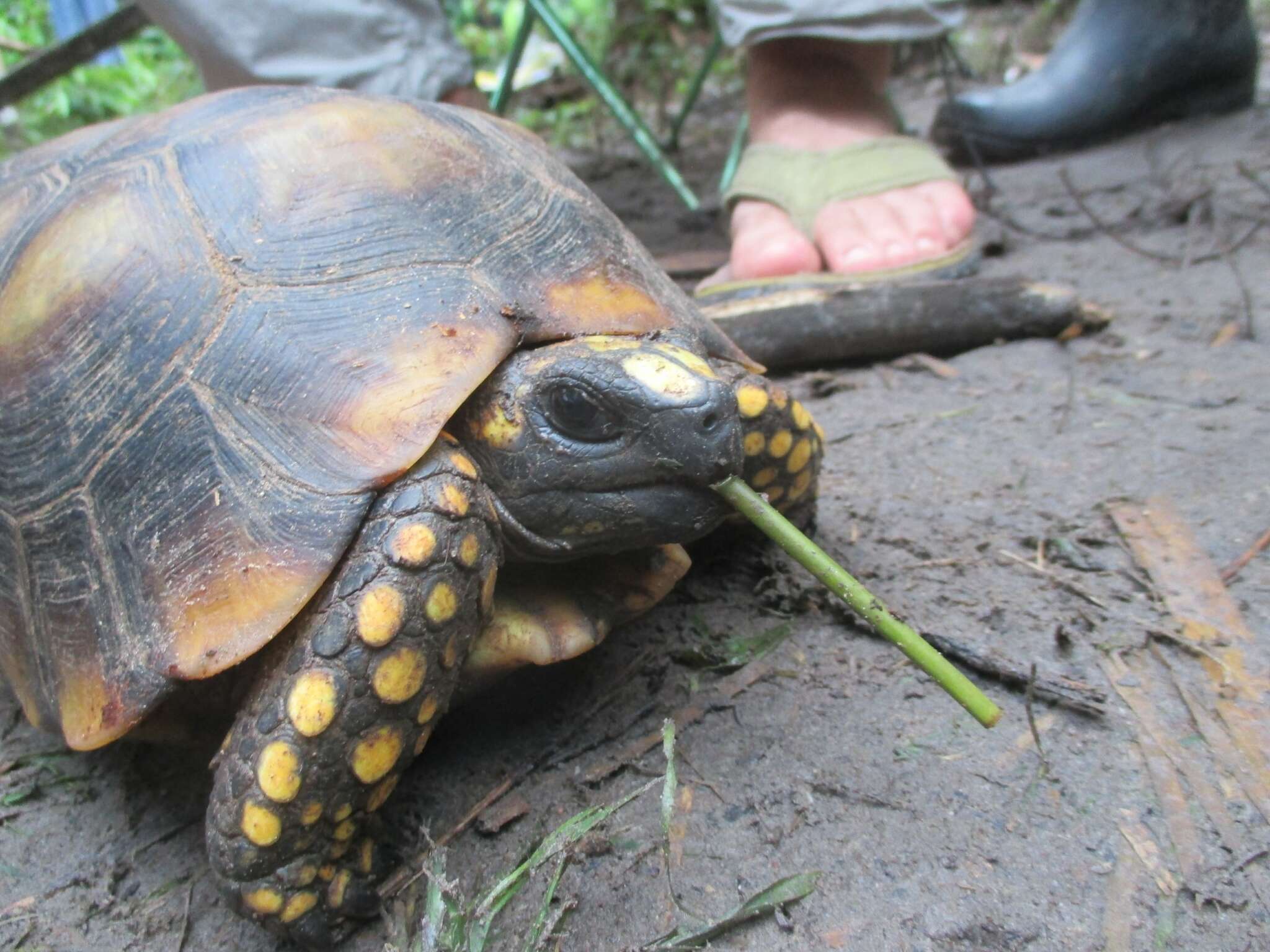 Image of Yellow-footed Tortoise