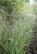 Imagem de Panicum virgatum L.