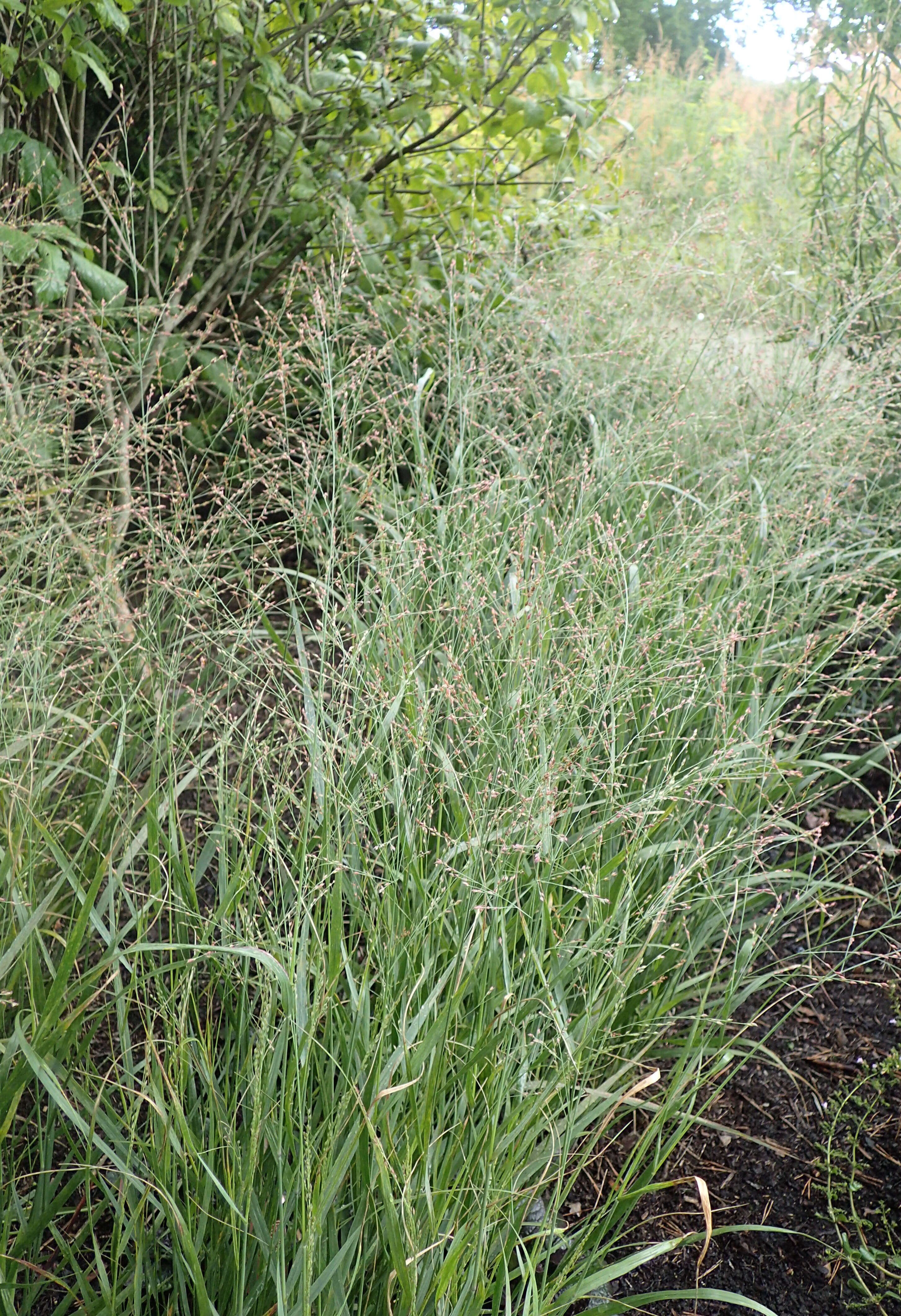 Image of switchgrass