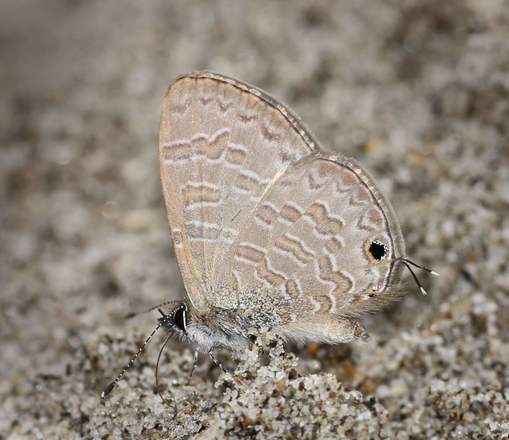 Image of Prosotas nora ardates (Moore (1875))