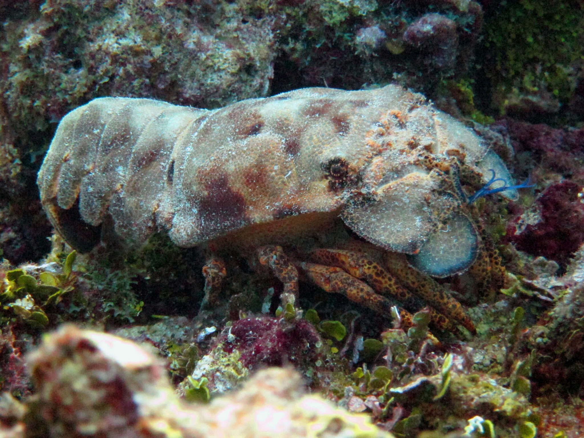 Image of French lobster