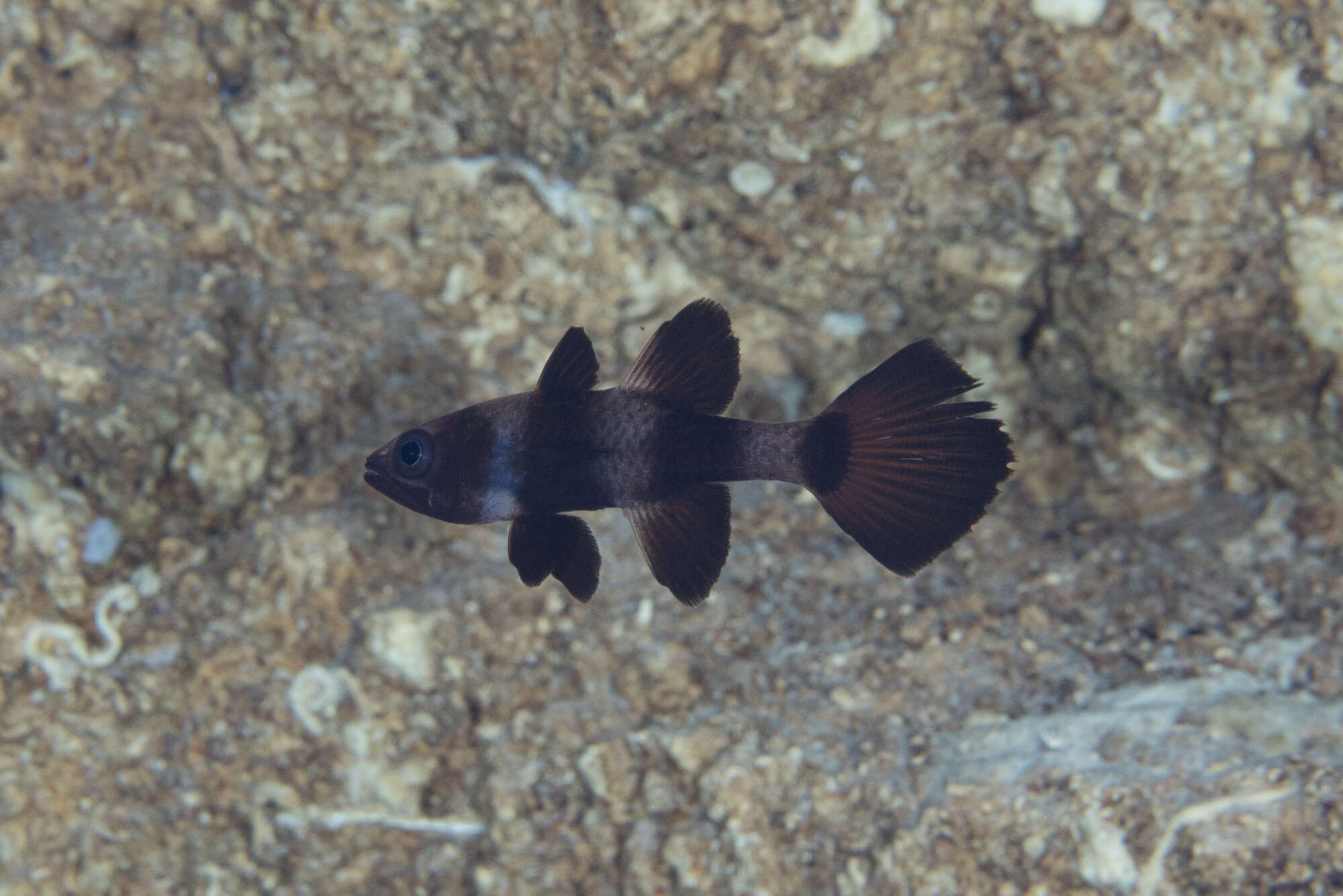 Image de Pseudamia zonata Randall, Lachner & Fraser 1985