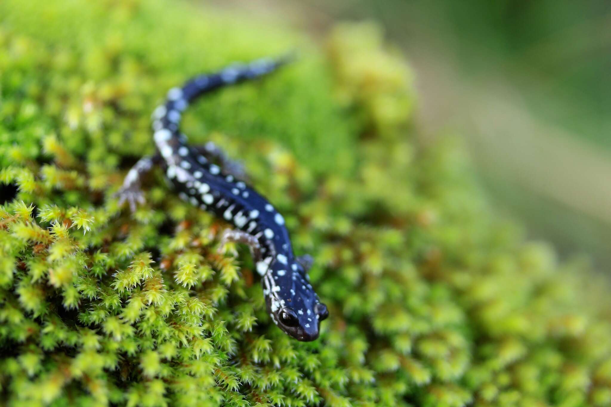 Image of Black Salamander