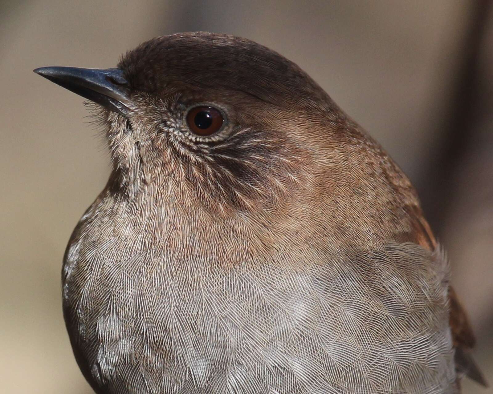 Image of Japanese Accentor