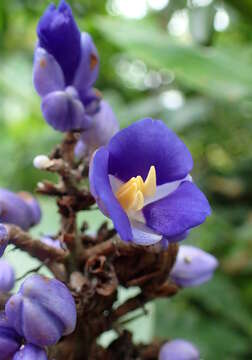 Image of Blue ginger