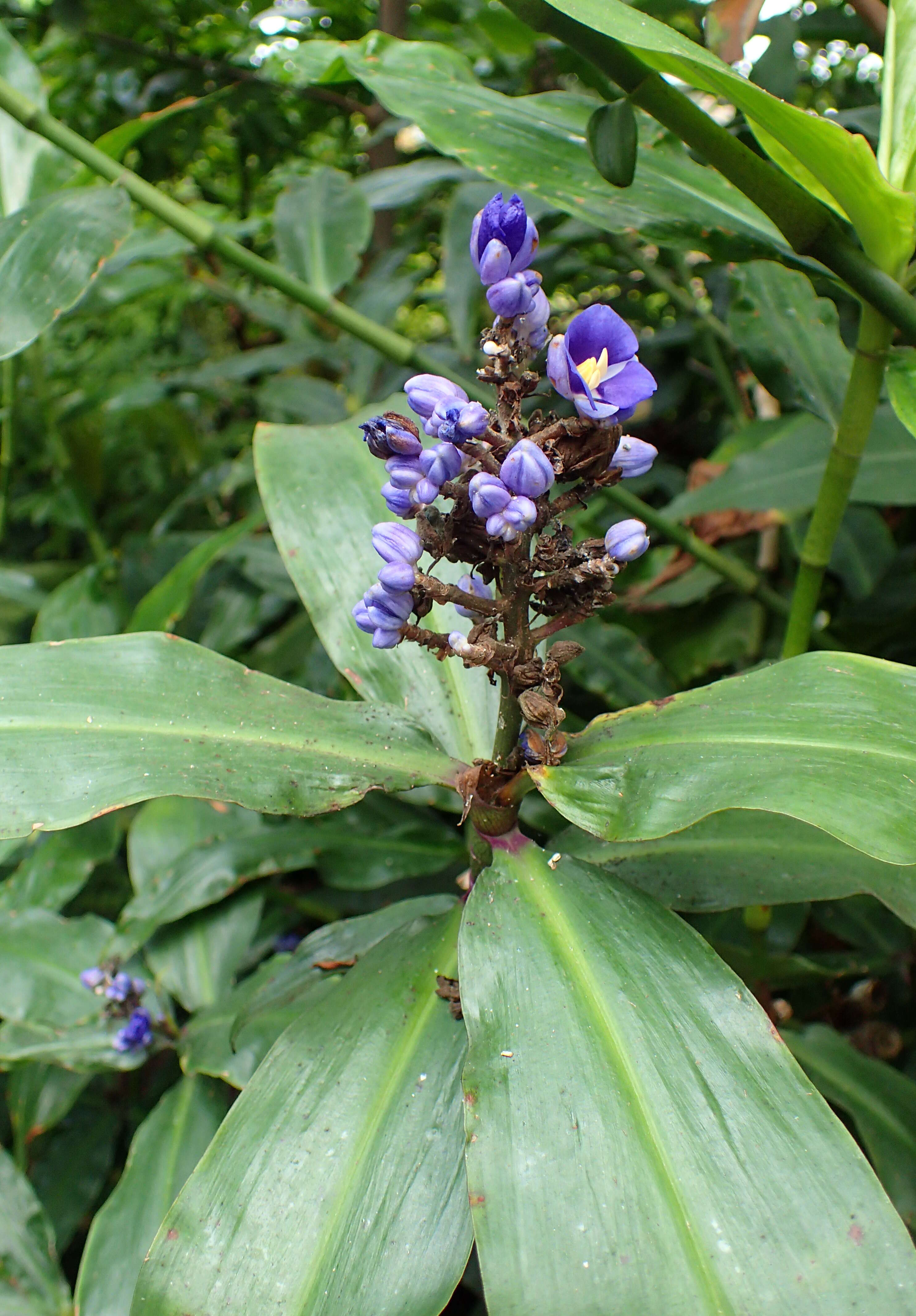 Image of Blue ginger