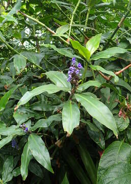 Image of Blue ginger