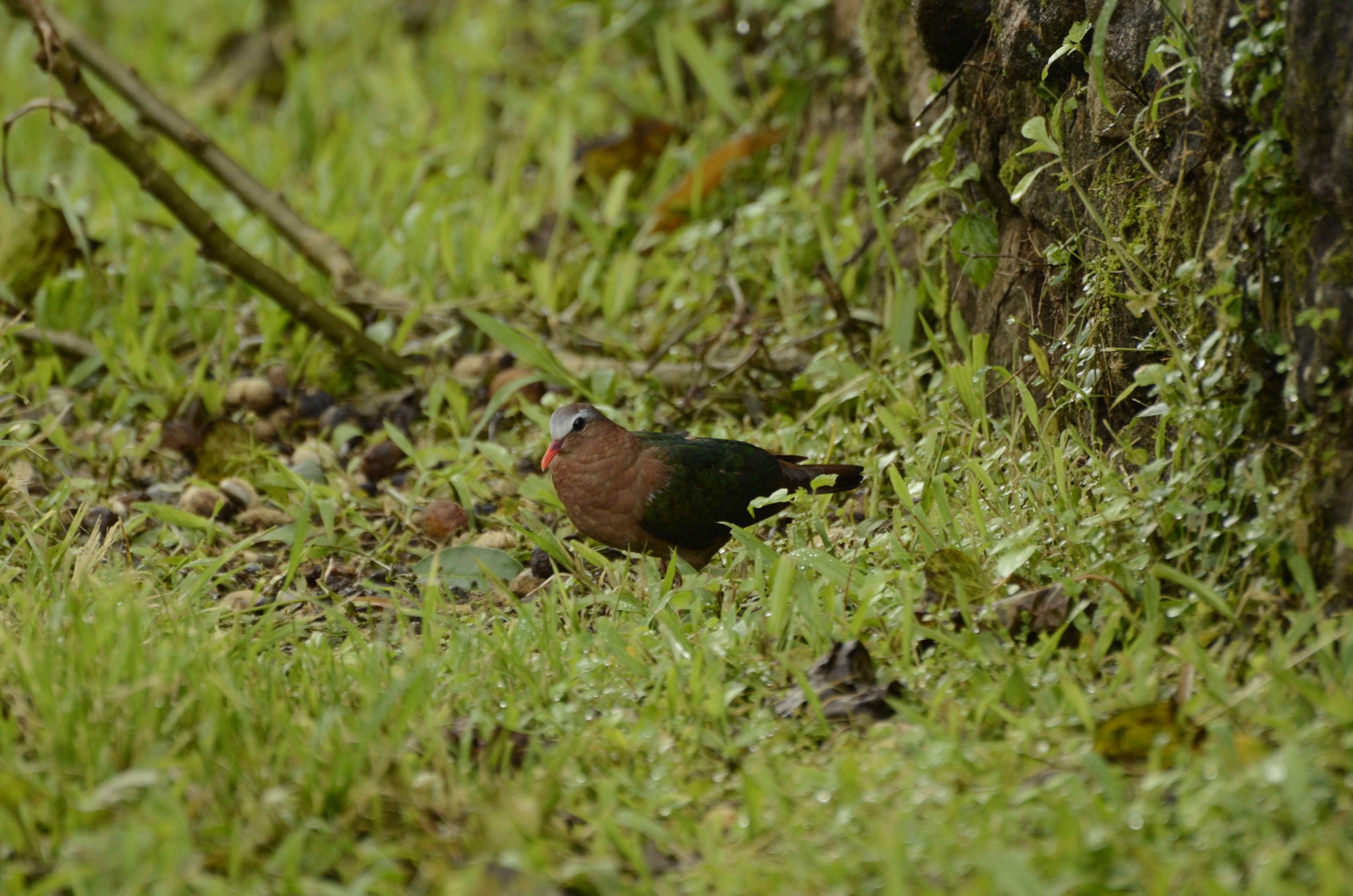 Image of Common Emerald Dove