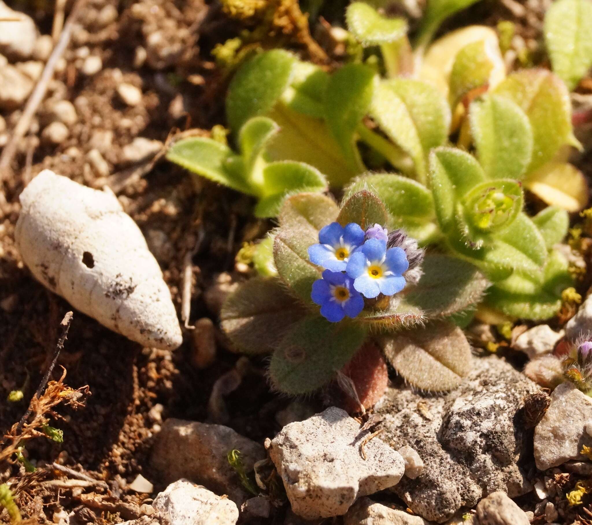 Plancia ëd Myosotis incrassata Guss.