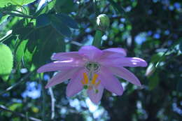 Image of banana passionflower