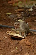 Image of Bonnet Macaque