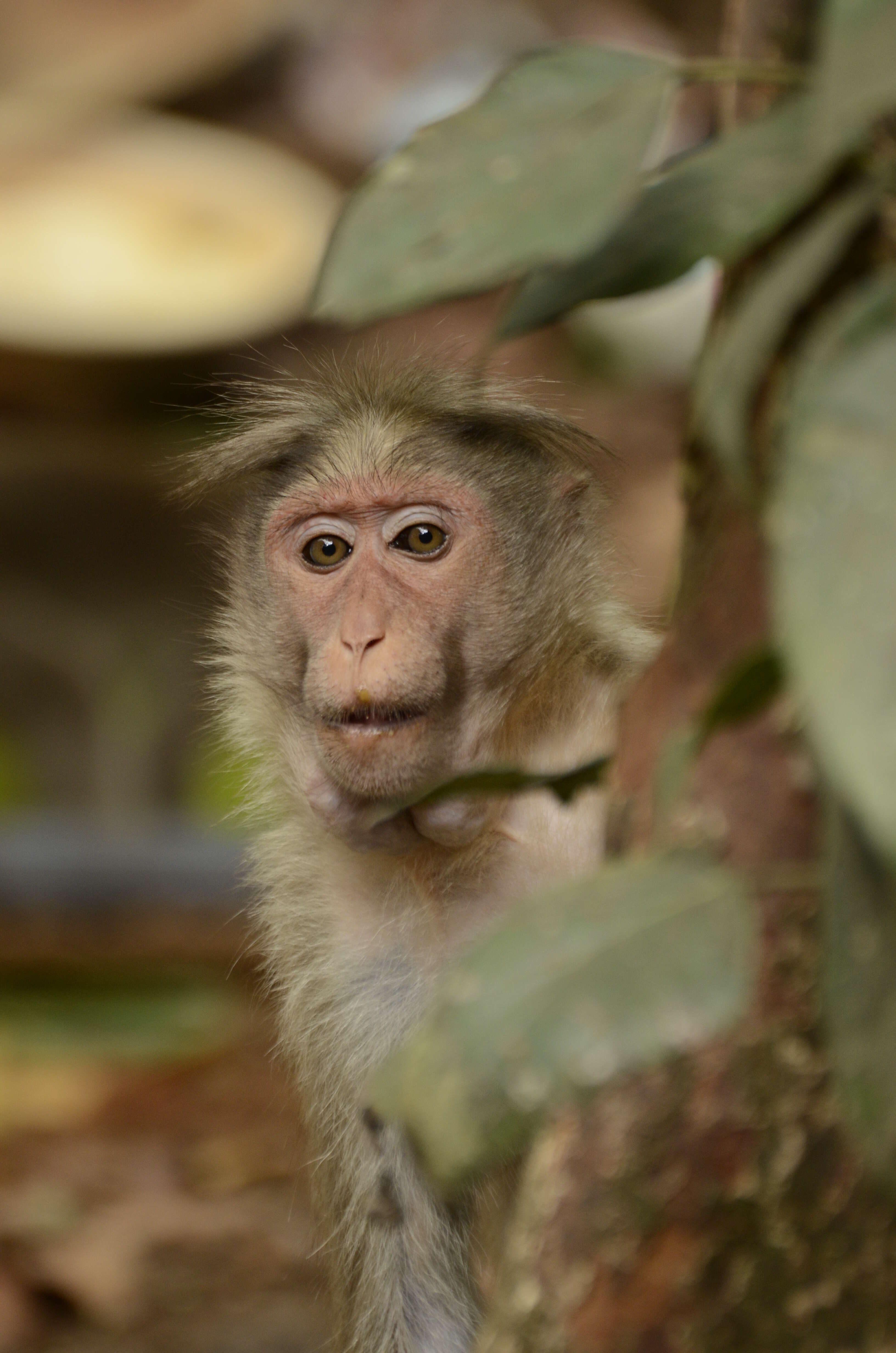 Image of Bonnet Macaque