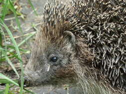 Image of Northern White-Breasted Hedgehog