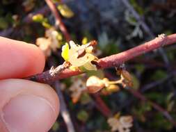 Image of maidenhair vine