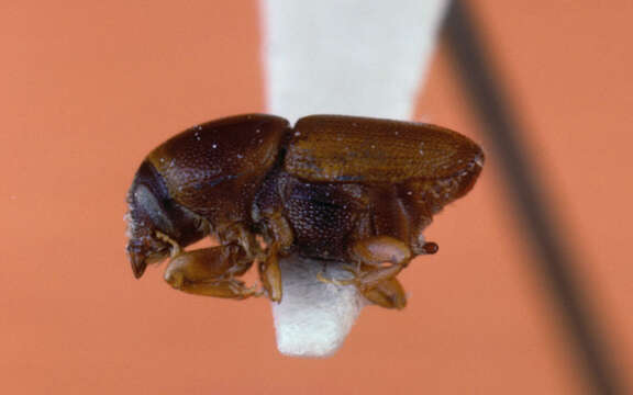 Image of Dutch elm disease beetle