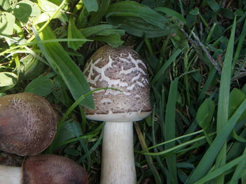 Image of Green-spored parasol