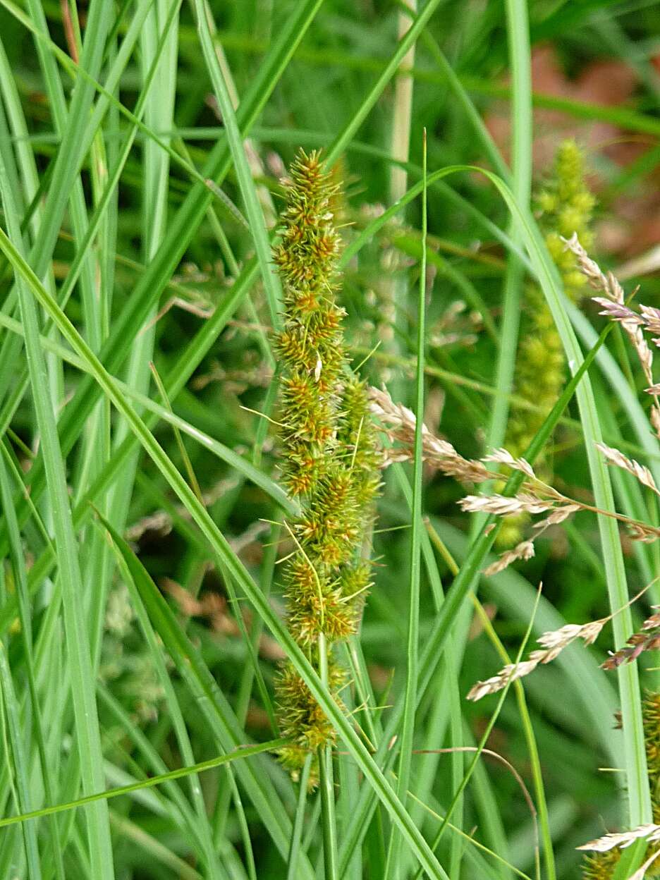 Image of Brown fox sedge