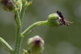 Scrophularia canina subsp. hoppii (Koch) P. Fourn. resmi