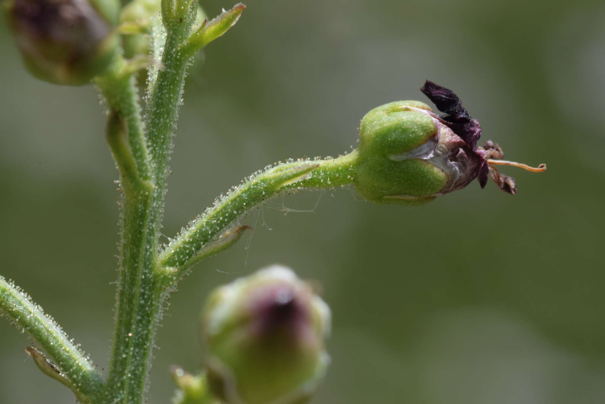 Image of Hopp's figwort