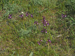 Image of Anacamptis boryi (Rchb. fil.) R. M. Bateman, Pridgeon & M. W. Chase