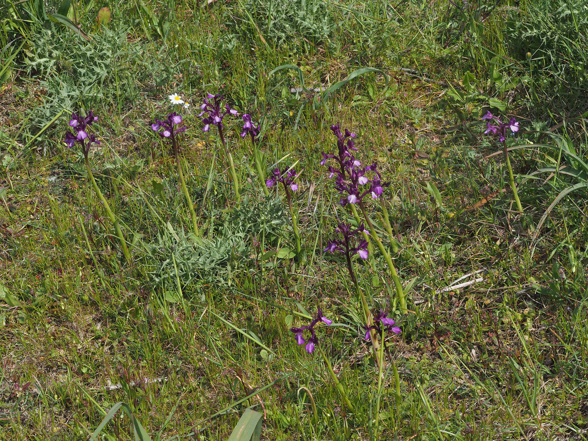 Image of Anacamptis boryi (Rchb. fil.) R. M. Bateman, Pridgeon & M. W. Chase