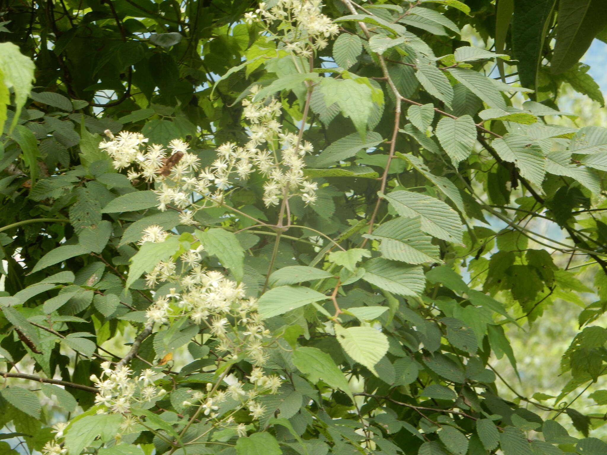 Imagem de Clematis grata Wall.