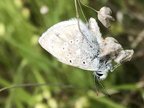 Image of Mission blue butterfly