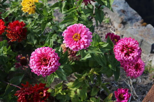 Image of ELEGANT ZINNIA