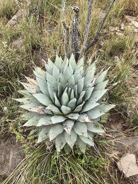 Image de Agave parryi subsp. neomexicana (Wooton & Standl.) B. Ullrich